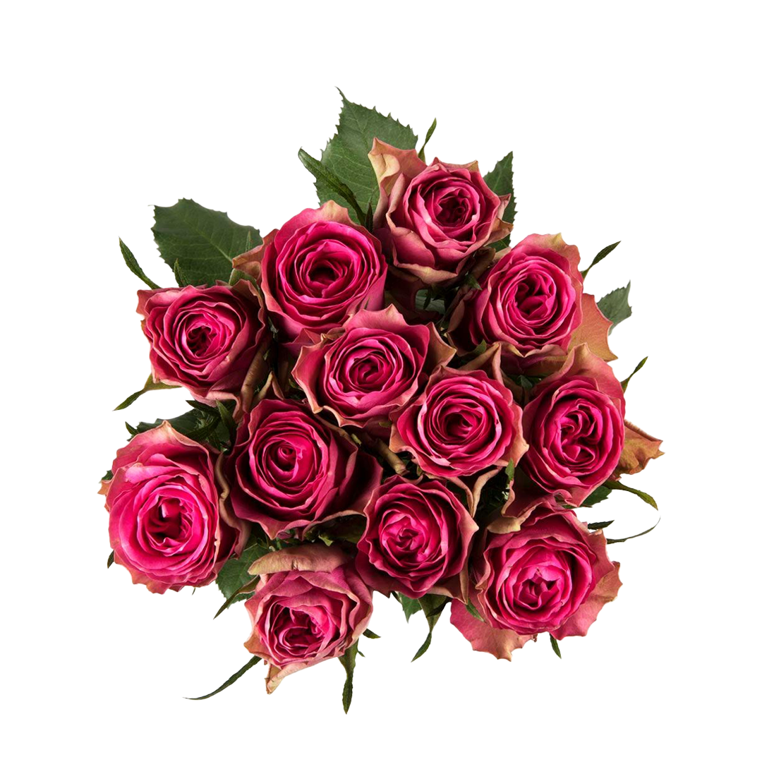 Madame Pink – Wholesale Roses South Africa