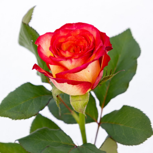 Magma – Wholesale Roses South Africa