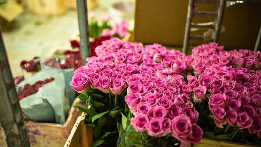 Wholesale Roses South Africa: A Buyer’s Guide for Florists and Event Designers