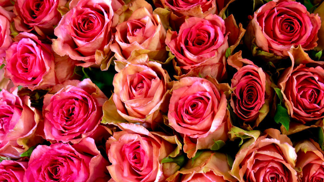 Why Locally Grown Roses Last Longer Than Imported Roses (South Africa Guide)