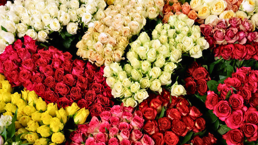 Where to Buy Wholesale Flowers in the Western Cape (2026 Guide)