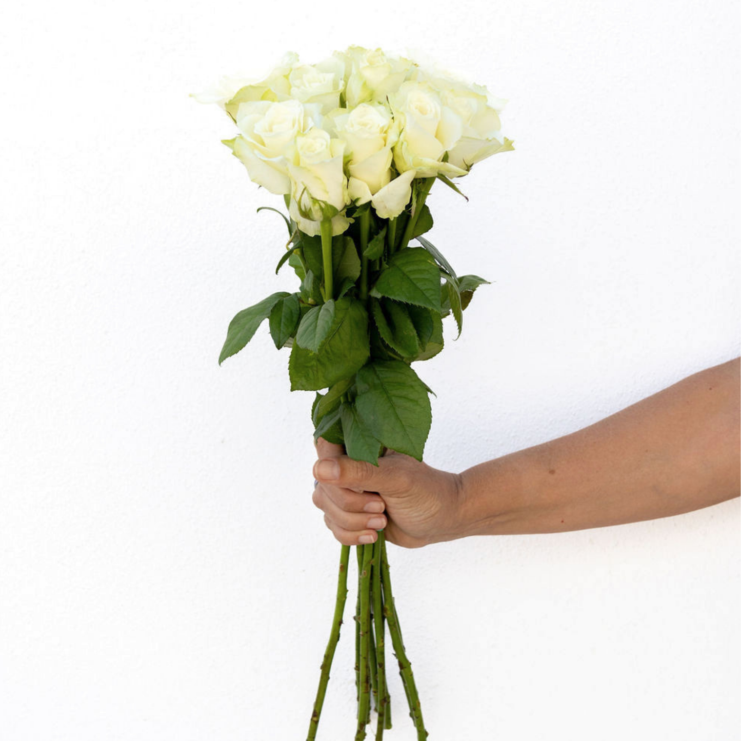 Athena – Wholesale Roses South Africa