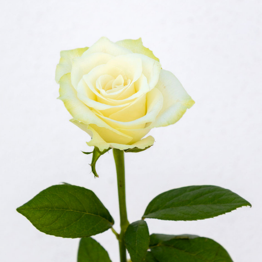 Athena – Wholesale Roses South Africa
