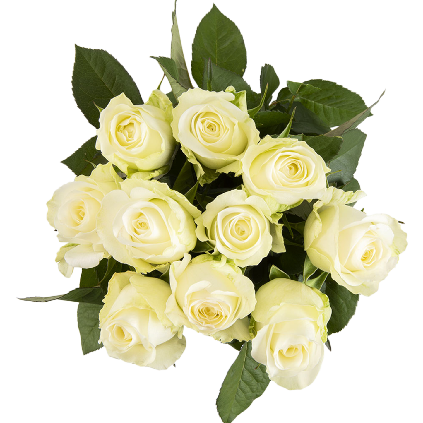 Athena – Wholesale Roses South Africa