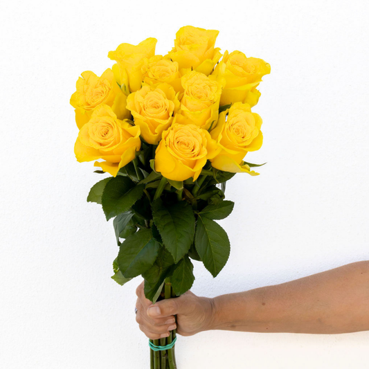 Goldfinch – Wholesale Roses South Africa