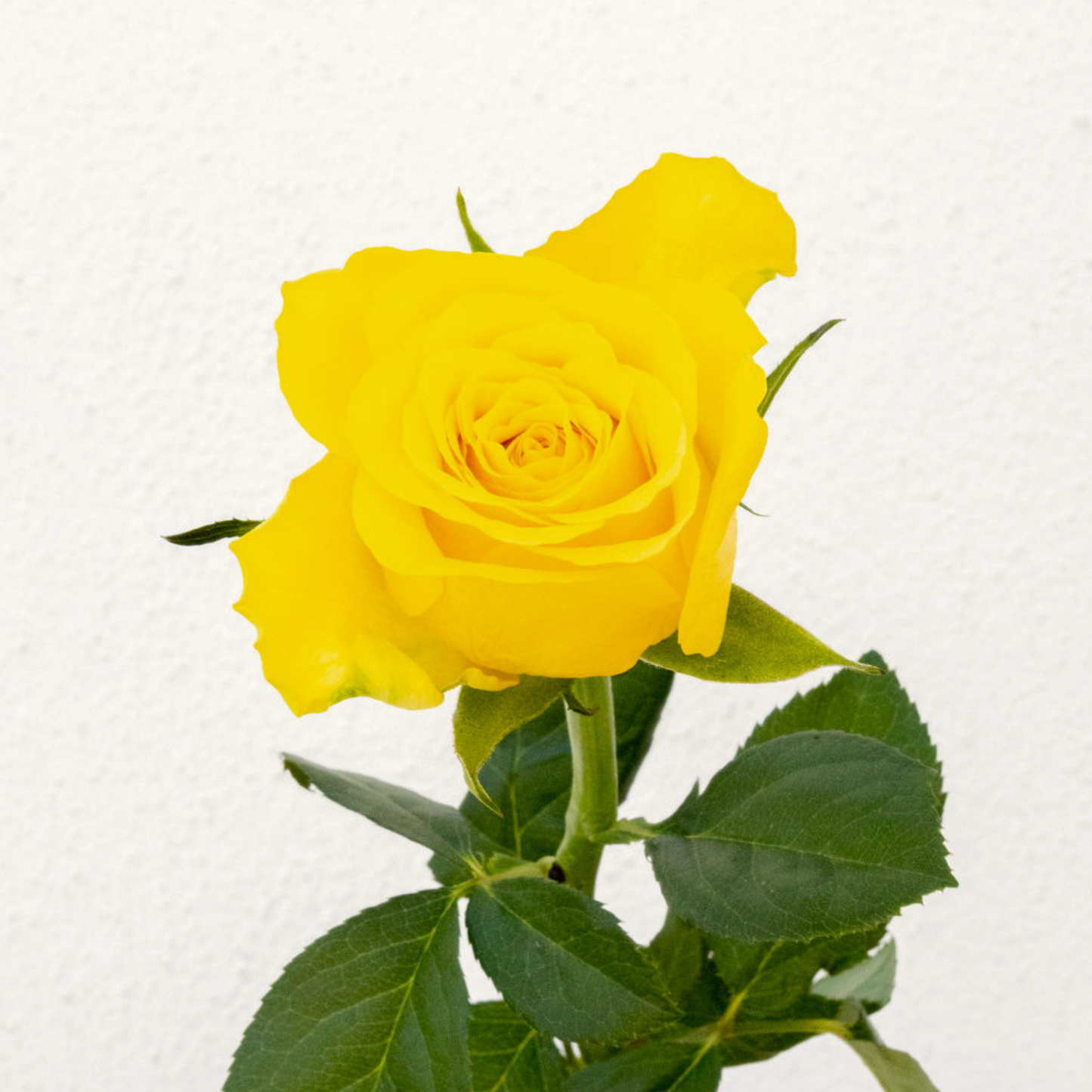 Goldfinch – Wholesale Roses South Africa