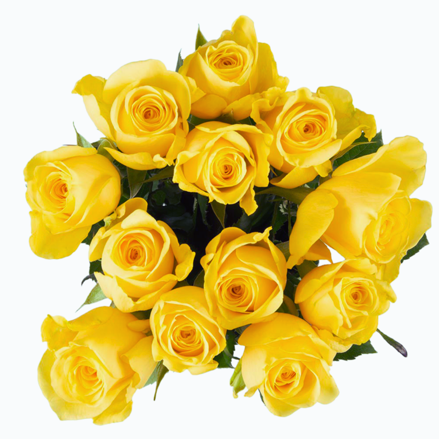 Goldfinch – Wholesale Roses South Africa