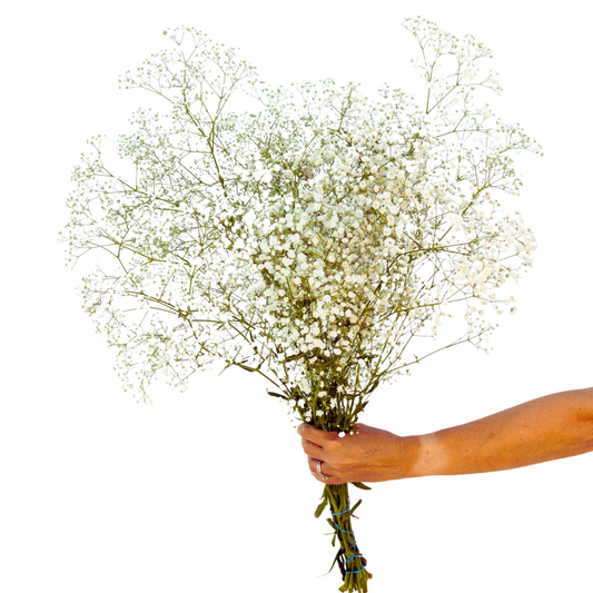 Gypsophila (Baby’s Breath) – Wholesale Cut Flowers