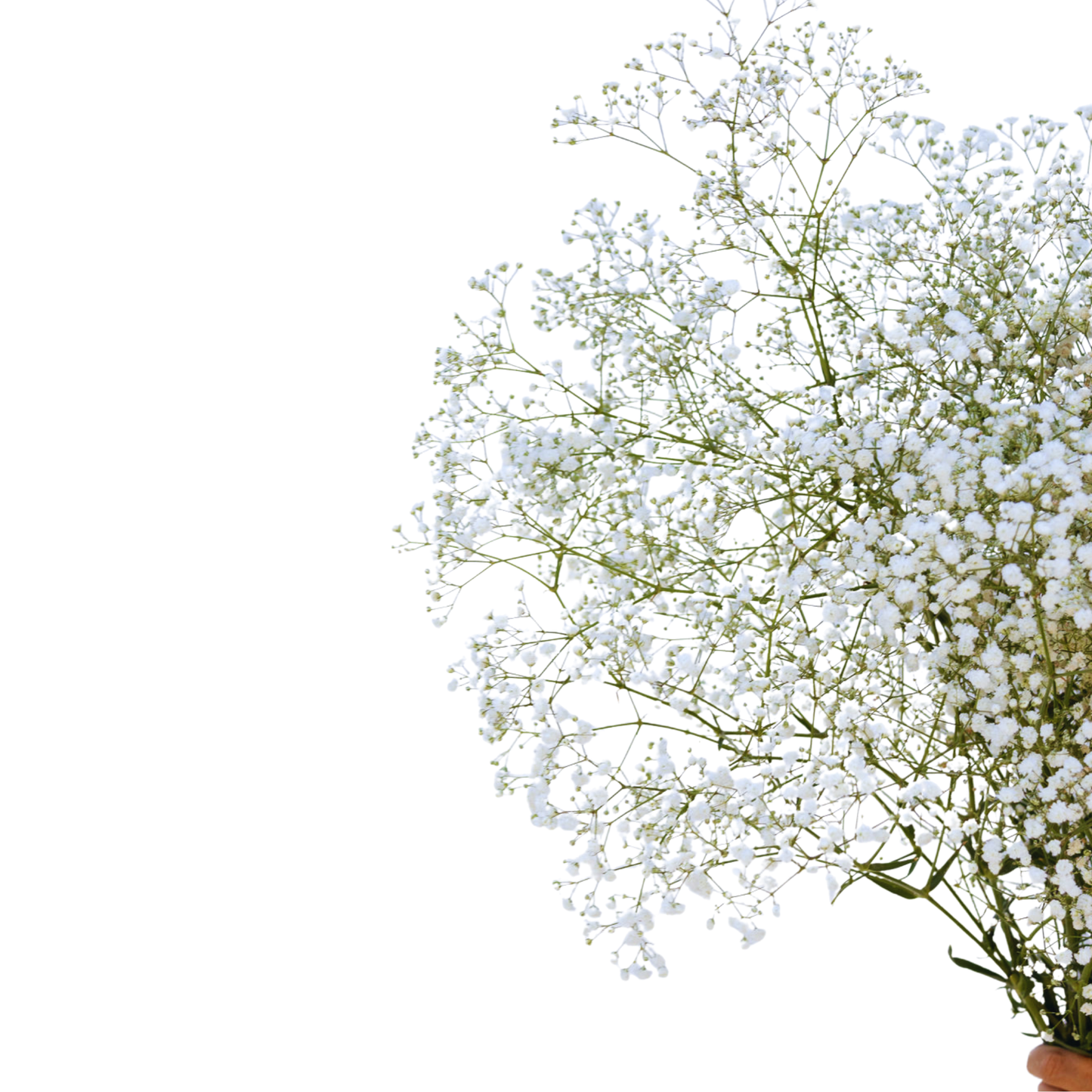 Gypsophila (Baby’s Breath) – Wholesale Cut Flowers