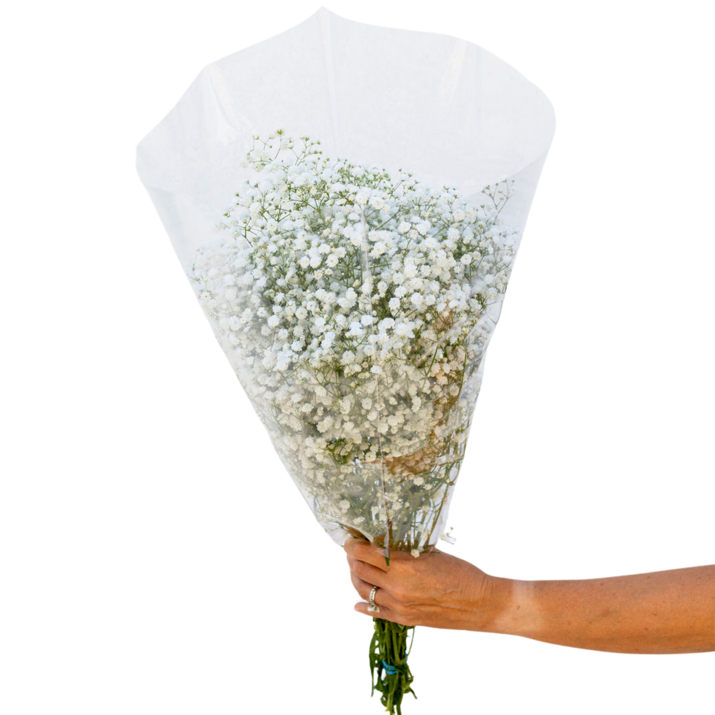 Gypsophila (Baby’s Breath) – Wholesale Cut Flowers