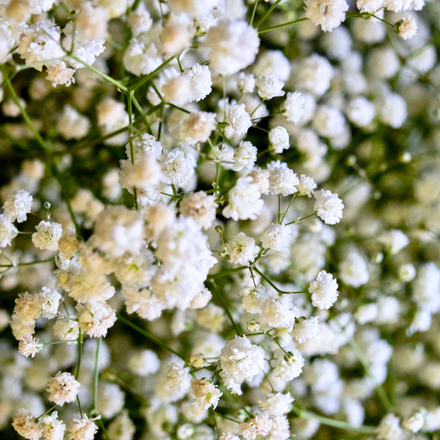 Gypsophila (Baby’s Breath) – Wholesale Cut Flowers
