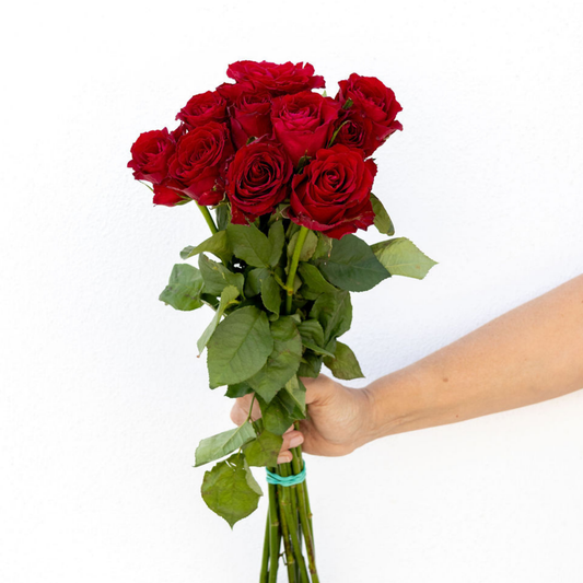 Madam Red – Wholesale Roses South Africa