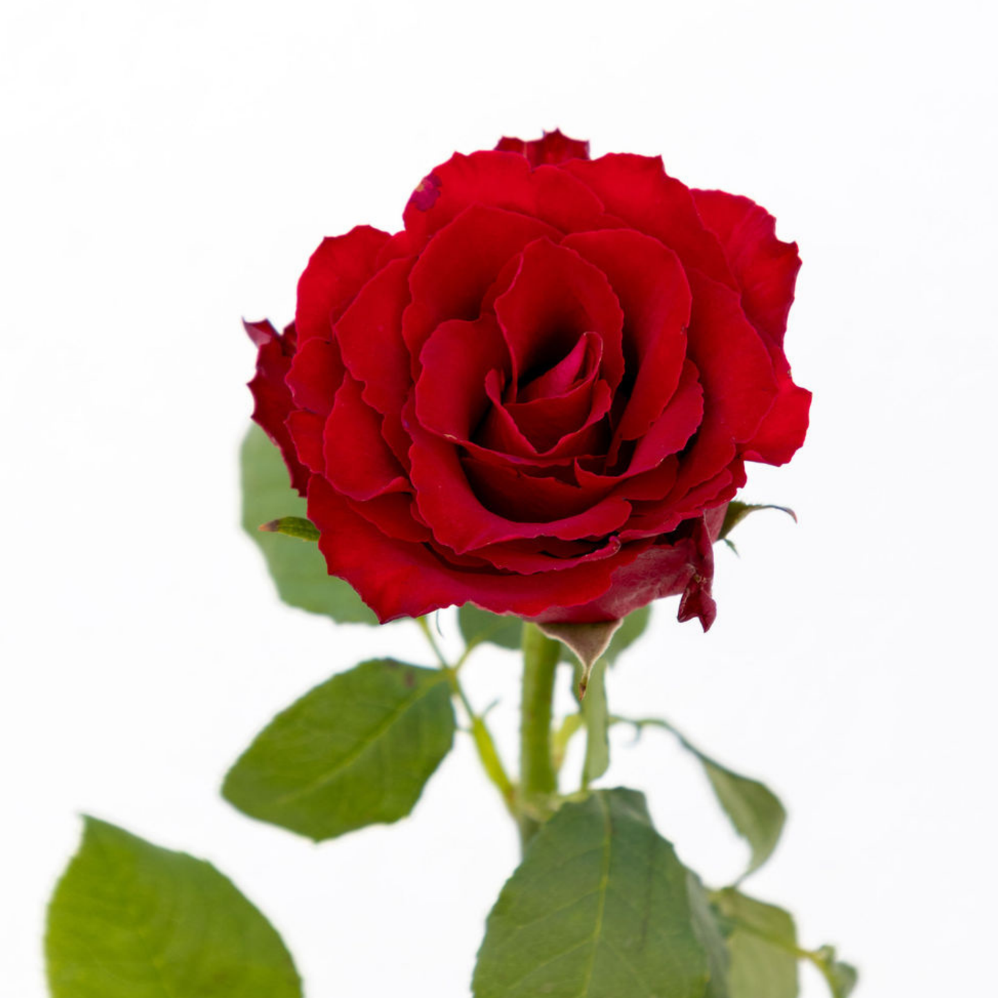 Madam Red – Wholesale Roses South Africa