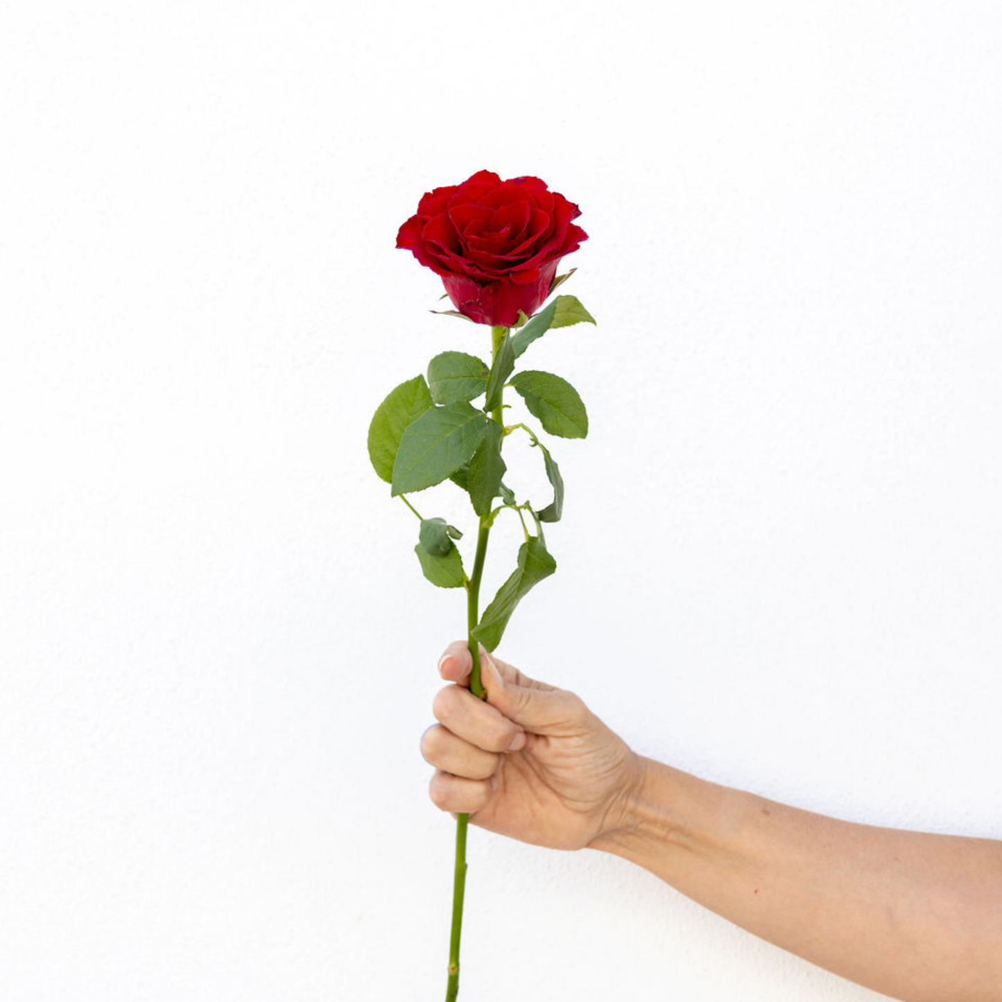 Madam Red – Wholesale Roses South Africa