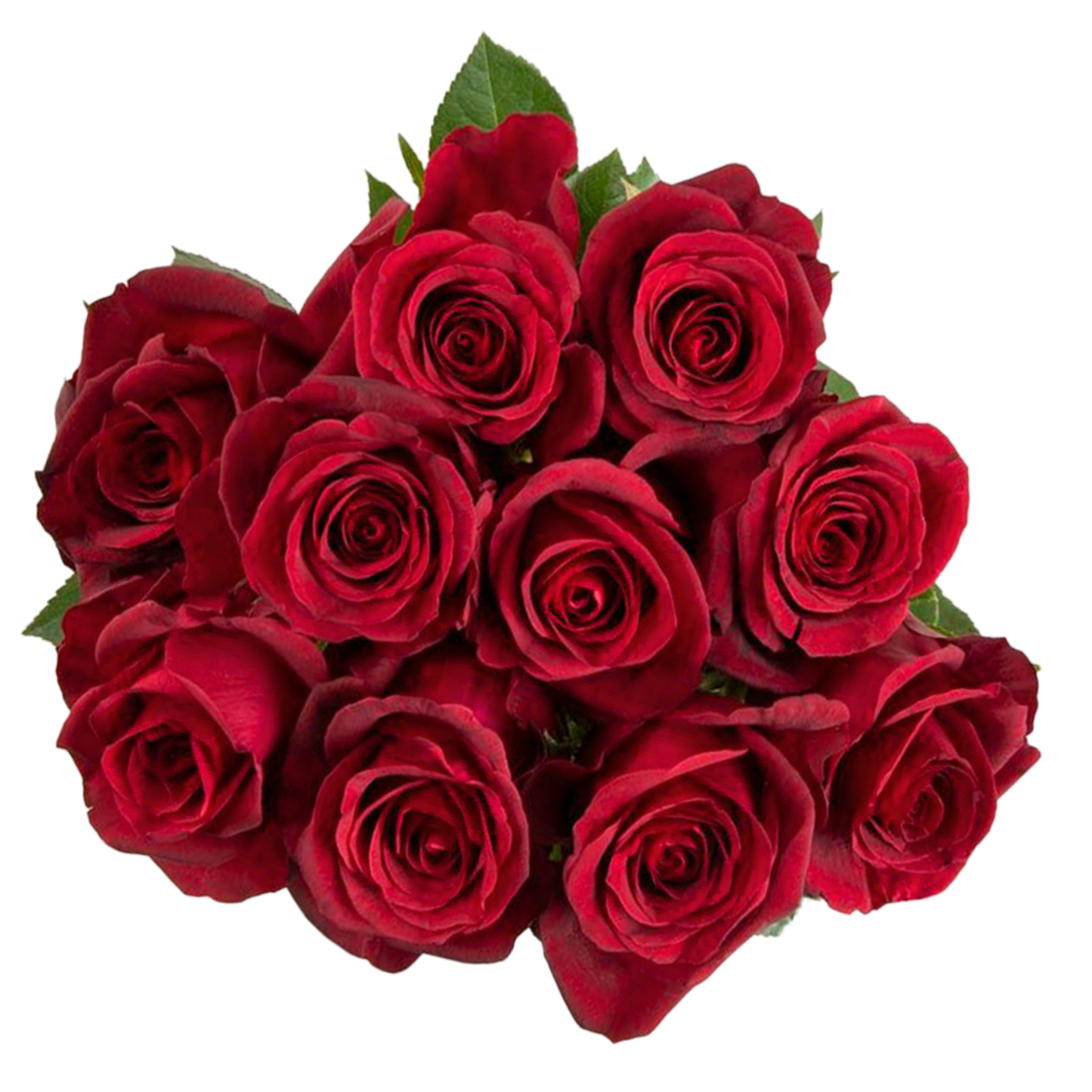 Madam Red – Wholesale Roses South Africa