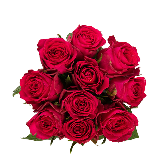 Madam Cerise – Wholesale Roses South Africa
