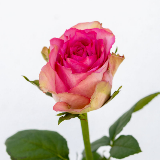 Madame Pink – Wholesale Roses South Africa