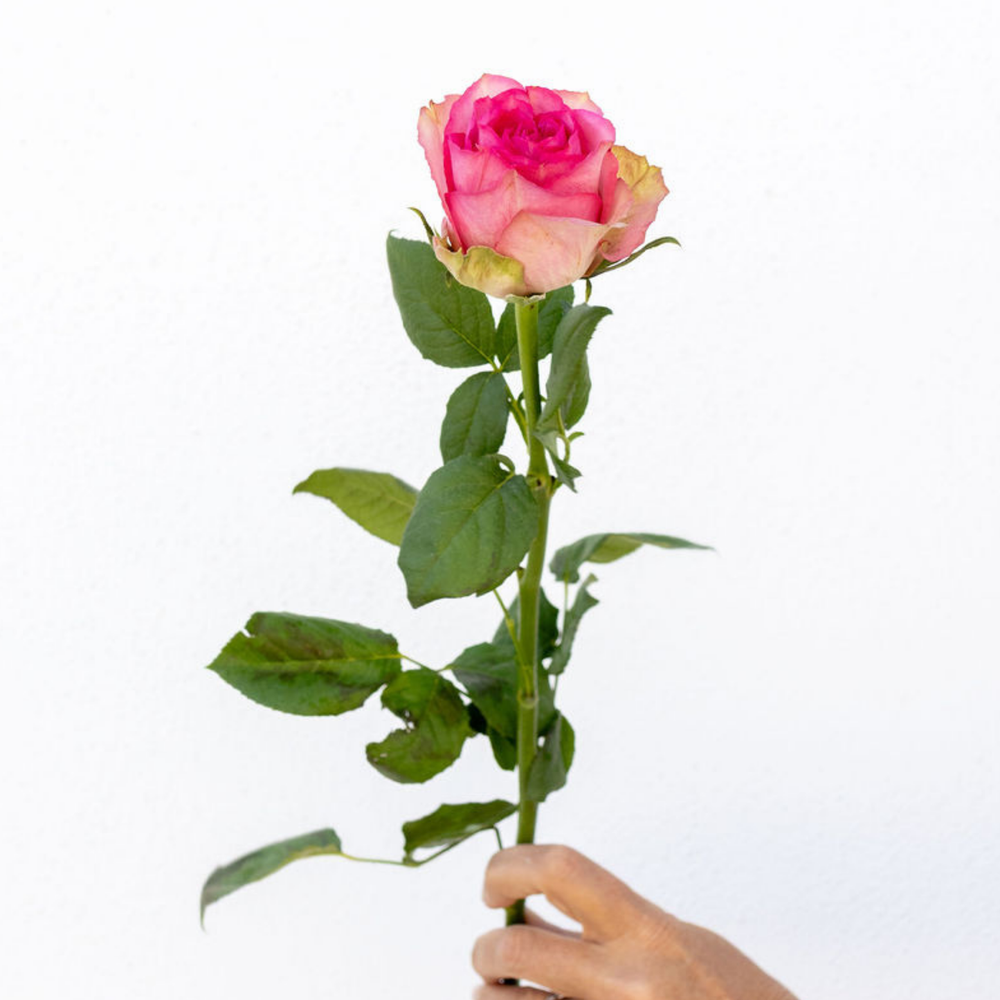 Madame Pink – Wholesale Roses South Africa