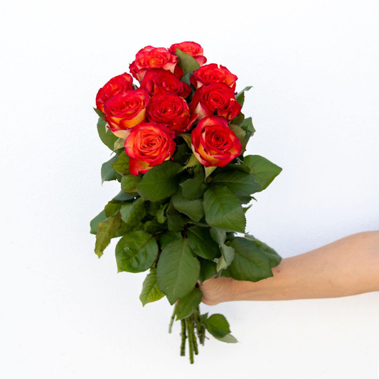 Magma – Wholesale Roses South Africa