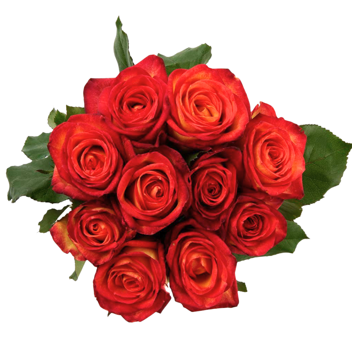 Magma – Wholesale Roses South Africa