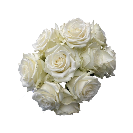 Nova Vita – Wholesale Roses South Africa