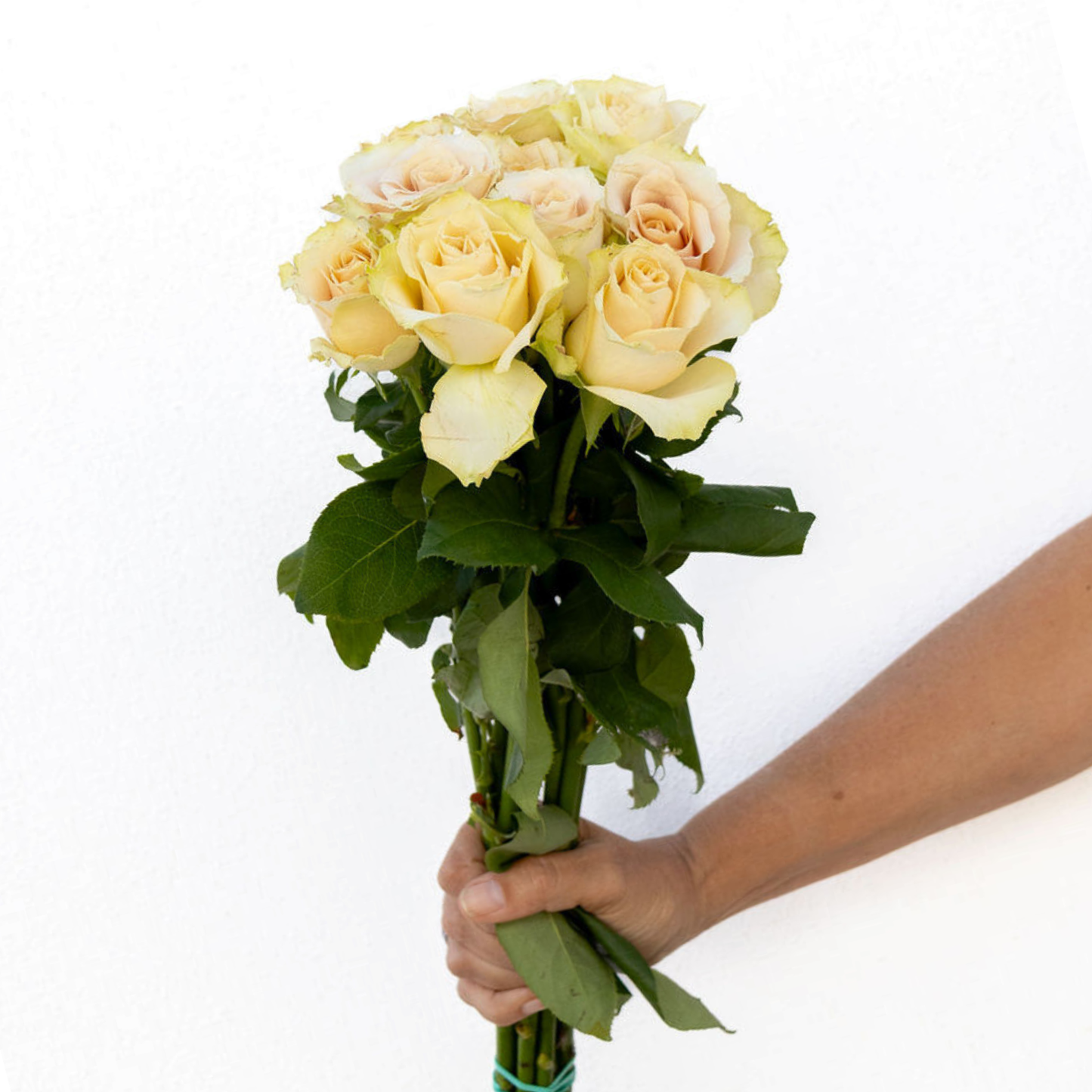 Quicksand – Wholesale Roses South Africa