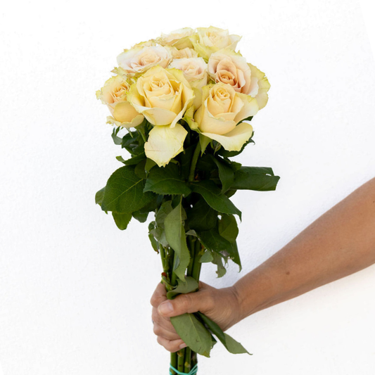 Quicksand – Wholesale Roses South Africa