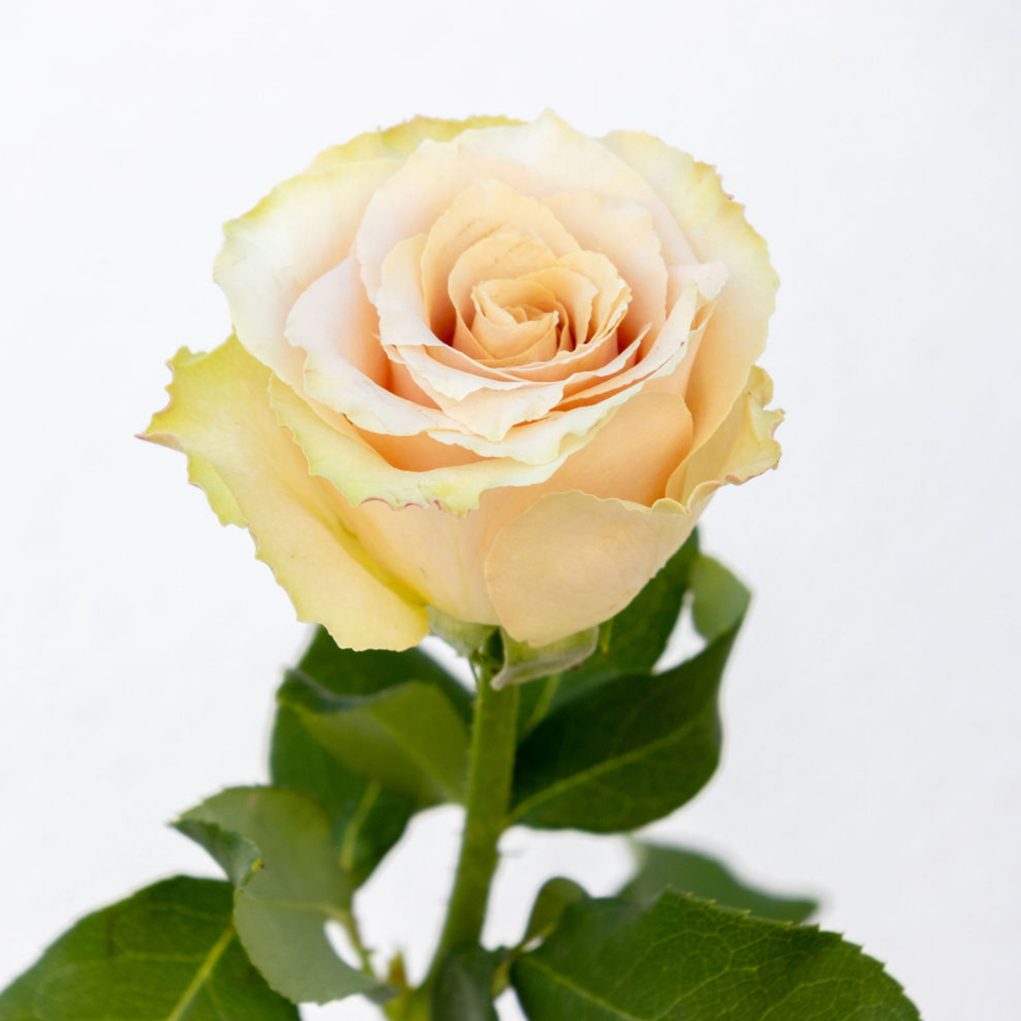 Quicksand – Wholesale Roses South Africa