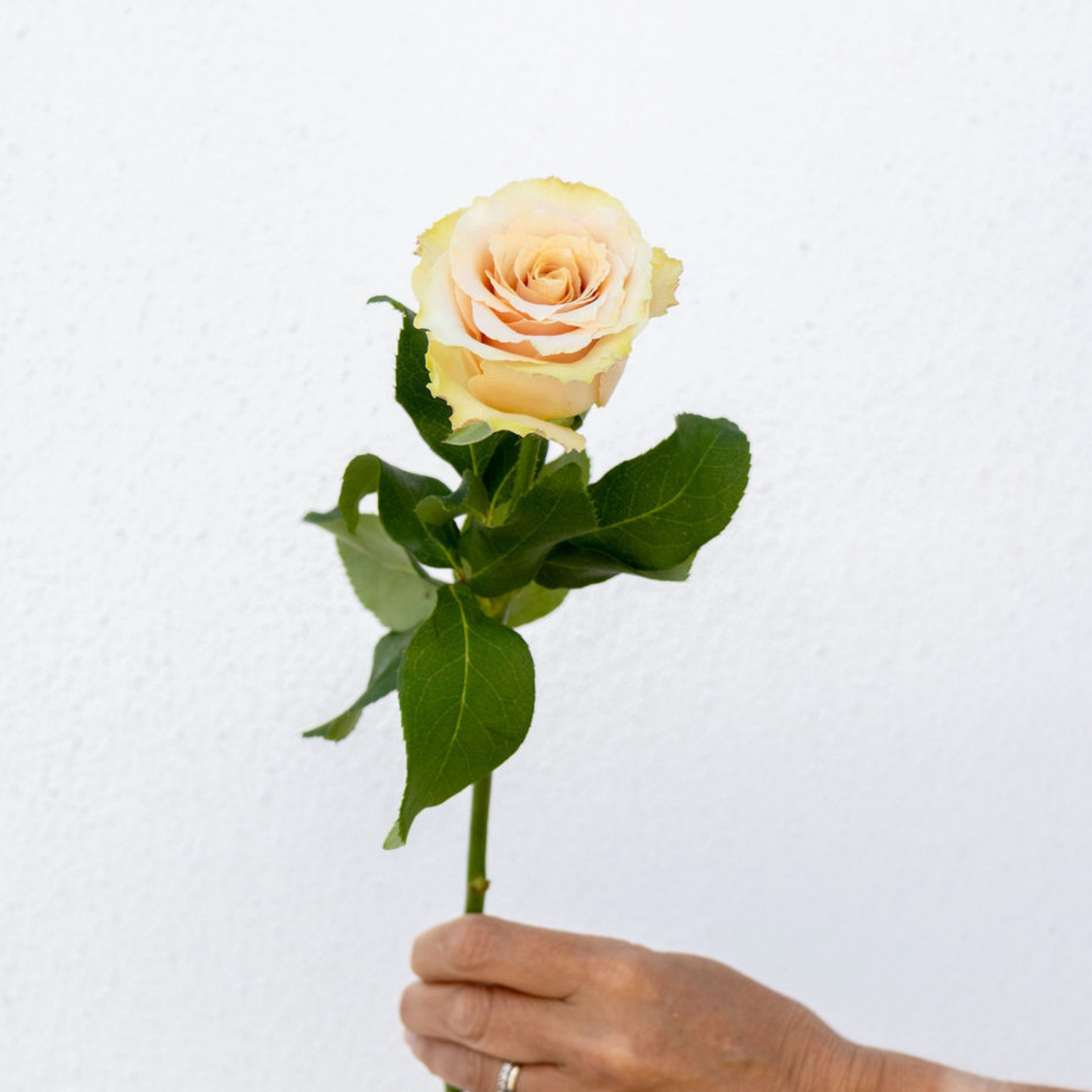Quicksand – Wholesale Roses South Africa