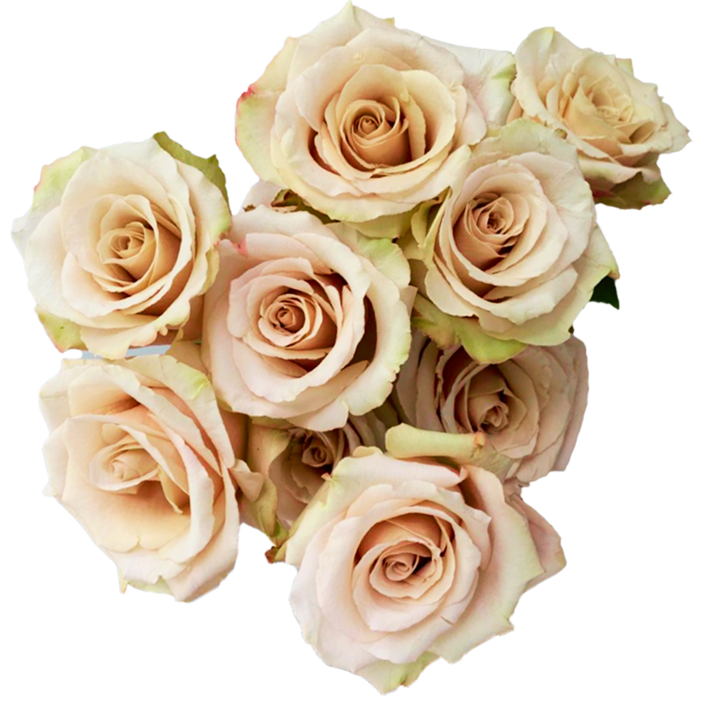 Quicksand – Wholesale Roses South Africa
