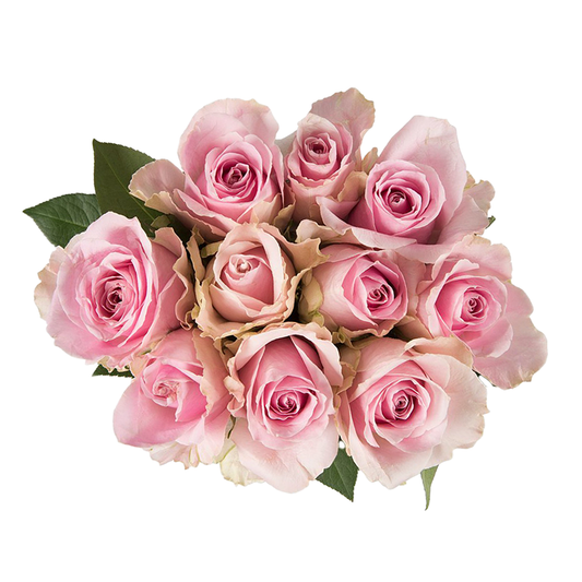 Royal Athena – Wholesale Roses South Africa